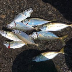 太刀魚は好調